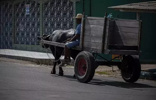 A man rides a buffalo cart through the town of Soure, Marajo Island, Para state, Brazil, on September 5. Asian water buffaloes have become symbolic on the island; artwork, cuisine, company logos, and statues all feature the animal. [Carl De Souza/AFP]