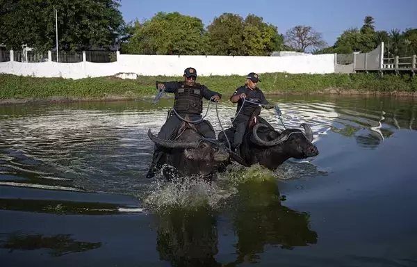 Police in Soure have adopted the buffaloes as means of transportation to cross waterlogged areas when needed for operations on the island. The buffaloes' hooves allow them to move quickly through muddy swamps and cope well with the island's intense tropical heat. [Carl De Souza/AFP]