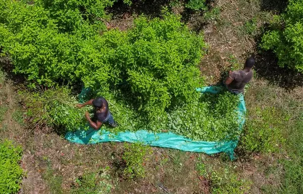 Aerial view of Raspachines (coca leaf collectors) working at a coca leaf field near Olaya Herrera municipality, department of Nariño, Colombia. (Photo by Joaquín Sarmiento / AFP)