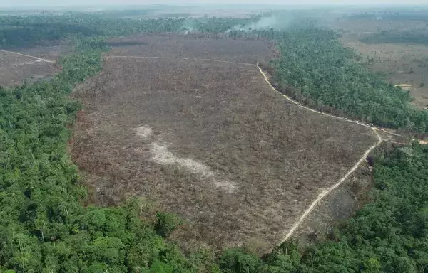 
Un esfuerzo de reforestación en Brasil tuvo como objetivo restablecer el equilibrio de la naturaleza plantando 360.000 árboles jóvenes en 270 hectáreas (665 acres) de tierra arrasada ilegalmente para la ganadería. Tres años más tarde, cuando la tierra árida se transformó en un bosque verde y próspero, toda la zona quedó arrasada por un incendio devastador. La causa del incendio, que comenzó el 3 de septiembre, fue un incendio provocado, según un informe forense de la agencia ambiental federal ICMBio. [Rioterra]        