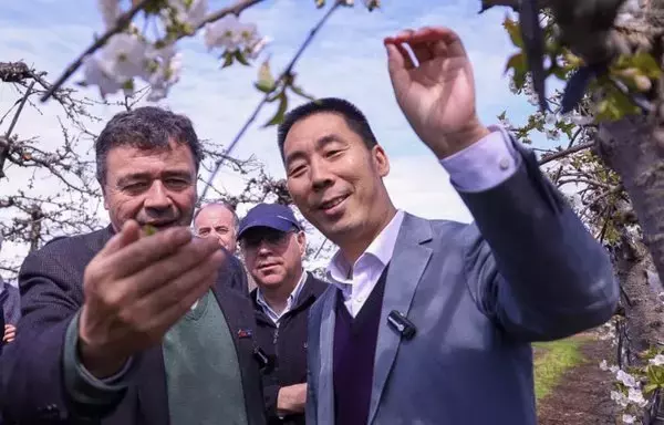 Chilean Minister of Agriculture of Chile Esteban Valenzuela and Chinese Ambassador to Chile Niu Qingbao open the 2023–2024 cherry season in Chile's O'Higgins region. Chile aims to export approximately 400,000 tons of cherries for the Chinese New Year festivities in February 2024. [Ministry of Agriculture of Chile]