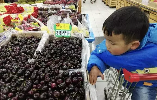 
Un niño mira cerezas chilenas en un supermercado en la provincia de Hubei, China. Las cerezas chilenas se han convertido en una de las opciones más populares de golosinas y regalos asociados con el Festival de Primavera anual. [Tan Sanyao/Imaginechina vía AFP]        