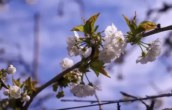 Blossoming cherry trees symbolize the start of Chile's 2023-2024 cherry season. [Ministry of Agriculture of Chile]