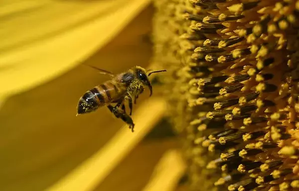 
Una abeja vuela junto a un girasol cerca de Juan José Castelli, provincia de Chaco, Argentina. [Luis Robayo/AFP]        