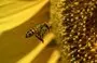 
Una abeja vuela junto a un girasol cerca de Juan José Castelli, provincia de Chaco, Argentina. [Luis Robayo/AFP]        