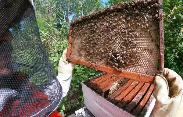 El apicultor argentino Martín Landini, de la Reserva Natural de Tigre, cerca de Buenos Aires, inspecciona una colmena. El incremento de la miel artificial procedente de China supone una importante amenaza para mercados apícolas vitales, que afecta sobre todo a países como Argentina, uno de los principales exportadores de miel de América Latina. [Martín Landini]