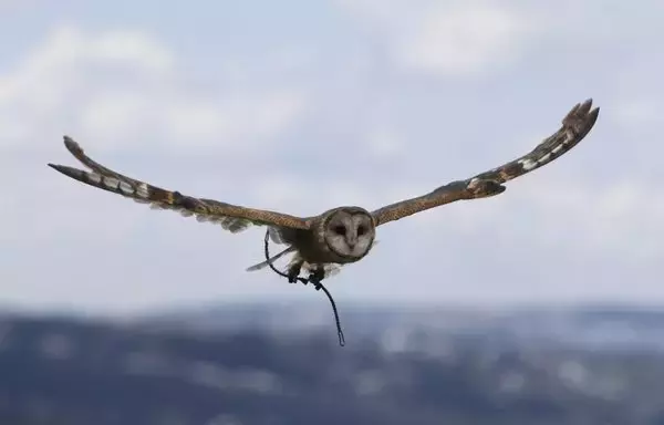 A barn owl (Tyto alba), found four years ago at a construction site, is seen at the El Jardin de Alado rescue centre in the Ilalo sector in Quito, on September 29. [Galo Paguay / AFP]