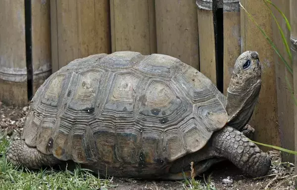 A yellow-footed tortoise, also known as the Brazilian giant tortoise, is seen at the El Jardin de Alado rescue centre in the Ilalo sector in Quito. [Galo Paguay / AFP]