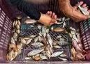 En Cuba, para combatir la escasez de alimentos, se crían peces en estanques filtrados por plantas