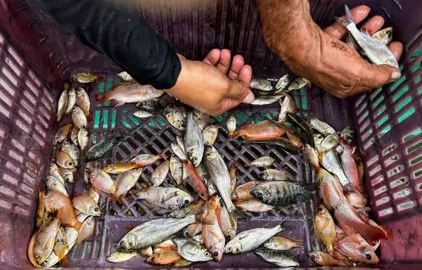 
Un hombre alimenta crías de tilapia roja en un tanque de agua en el proyecto de piscicultura JoJo Acuaponics en La Habana en octubre. [Yamil Lage / AFP]        