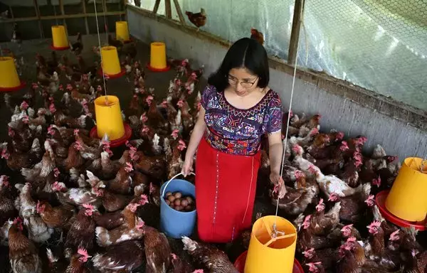 
La campesina Rebeca Pérez, de 28 años, colecta los huevos que luego venderá en el municipio de Santa María Nebaj, departamento de Quiché, Guatemala. Pérez apuesta por este emprendimiento avícola para evitar emigrar a Estados Unidos. [Johan Ordoñez / AFP]        