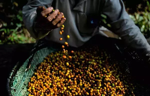 
Un trabajador tamiza granos de café en la plantación de café de Camocim en Domingos Martins, estado de Espírito Santo, Brasil. [Carl De Souza/AFP]        