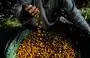 
Un trabajador tamiza granos de café en la plantación de café de Camocim en Domingos Martins, estado de Espírito Santo, Brasil. [Carl De Souza/AFP]        