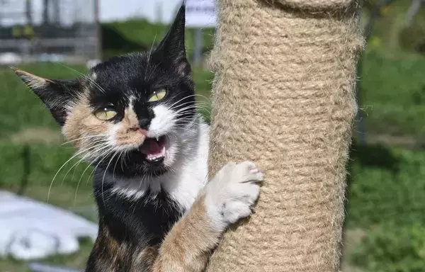 
En la imagen se ve un gato rescatado en un refugio de animales de Taicang, provincia china de Jiangsu. Se calcula que cada año se comen ilegalmente cuatro millones de gatos en China, según Humane Society International. [Rita Qian/AFP]        