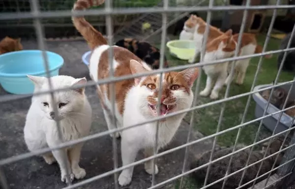 En la imagen se ve un gato rescatado en un refugio de animales de Taicang, provincia china de Jiangsu. Se calcula que cada año se comen ilegalmente cuatro millones de gatos en China, según Humane Society International. [Rita Qian/AFP]