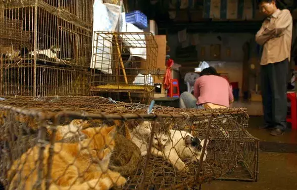 Varios animales, entre ellos gatos, se venden por su carne en Guangzhou, provincia china de Cantón. [AFP]