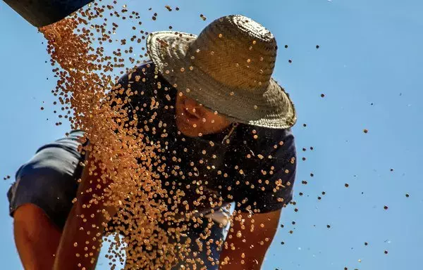 
Un trabajador dispersa la soja cultivada en un camión en un campo de Salto do Jacui, Brasil. [Silvio Avila/AFP]        