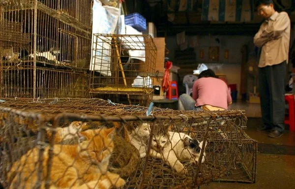 
Varios animales, incluidos gatos, se venden por su carne en Guangzhou, provincia de Guangdong, China. [AFP]        