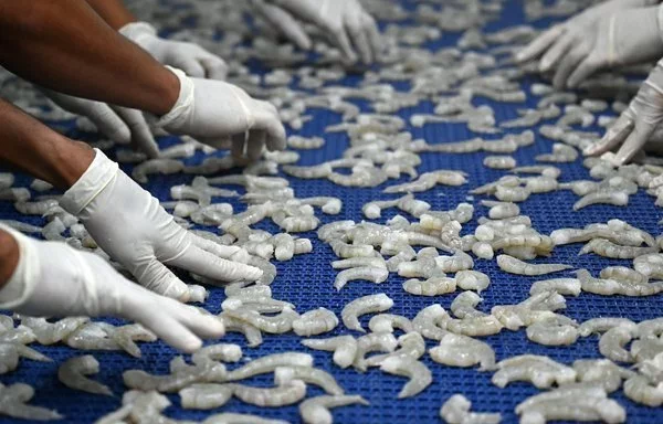 Empleados trabajan durante el proceso de congelación de camarón para su exportación en Choluteca, Honduras. [Orlando Sierra/AFP]