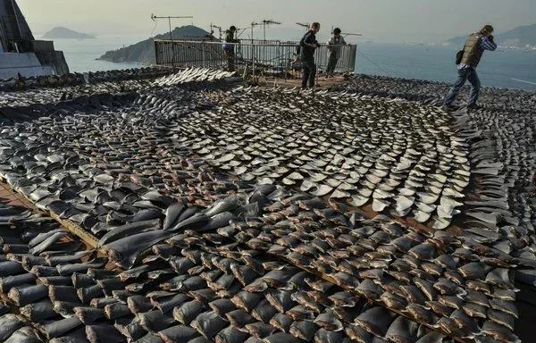 Una fotografía de enero de 2013 muestra aletas de tiburón secándose en el tejado de una fábrica en Hong Kong. La producción de sopa de aleta de tiburón contribuye a la rápida disminución de las poblaciones de tiburones, advierten los ecologistas. [Antony Dickson/AFP]