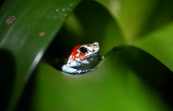 
A harlequin poison-dart frog () is pictured at the Tesoros de Colombia (Treasures of Colombia) sustainable farm in Nocaima, Colombia. [Raul Arboleda/AFP]        