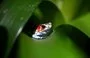 
A harlequin poison-dart frog () is pictured at the Tesoros de Colombia (Treasures of Colombia) sustainable farm in Nocaima, Colombia. [Raul Arboleda/AFP]        