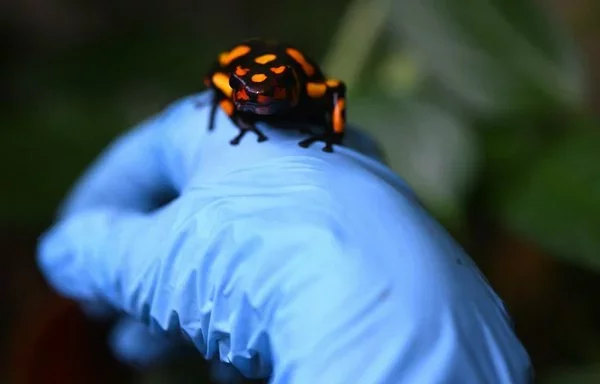 Una rana venenosa arlequín (Oophaga anchicayensis) aparece en la foto de la granja sostenible Tesoros de Colombia, en Nocaima (Colombia). [Raúl Arboleda/AFP]