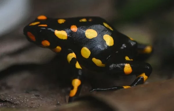 Una rana venenosa arlequín (Oophaga histrionica) aparece en la foto de la granja sostenible Tesoros de Colombia, en Nocaima (Colombia). [Raúl Arboleda/AFP]