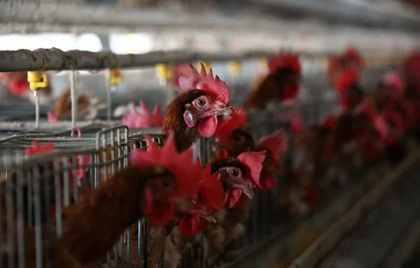 Pollos en un gallinero de Cochabamba, Bolivia. El presidente boliviano, Luis Arce, exigió el fin "inmediato" de más de dos semanas de bloqueos de carreteras en todo el país por parte de partidarios del expresidente Evo Morales. [Aizar Raldes/AFP]