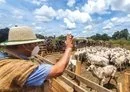 La demanda china de ganado boliviano impulsa la deforestación