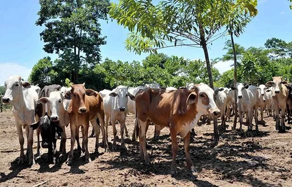 Se muestra un rancho ganadero en Santa Cruz, Bolivia. (Campos de Bolivia)