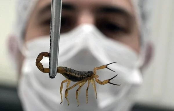 El veterinario brasileño Thiago Mathias Chiariello sostiene un escorpión amarillo (Tityus serrulatus) en el bioterio de artrópodos del Instituto Butantan de San Pablo, Brasil. [Nelson Almeida/AFP]