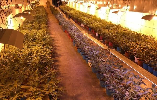 La policía chilena arrestó a dos ciudadanos chinos que operaban un sofisticado sistema de cultivo interior en dos almacenes, cada uno de 50 metros de largo, que albergaban casi 5000 plantas de marihuana en total. [Carabineros de Chile]