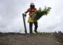 Una empresa brasileña busca reconstruir la confianza en el asediado mercado del carbono mediante la plantación de especies nativas que prosperan en el Amazonas.