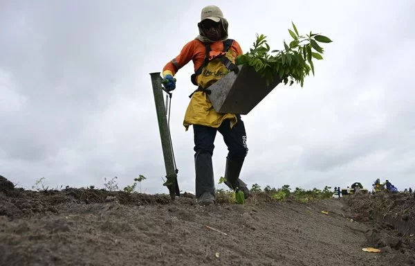 Un trabajador de Mombak planta árboles en un antiguo rancho ganadero en la región amazónica cerca de Mãe do Rio, Brasil. [Pablo Porciuncula/AFP]