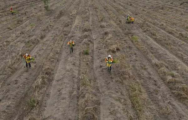 Esta vista aérea muestra a los trabajadores de Mombak plantando árboles para reforestar un antiguo rancho ganadero en la región amazónica cerca de Mãe do Rio, Brasil. [Pablo Porciuncula/AFP]