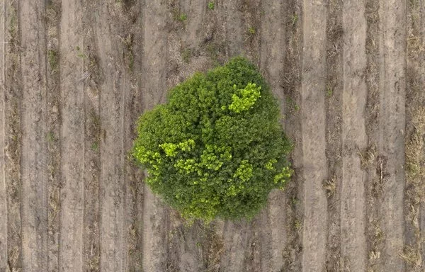 Vista aérea de un antiguo rancho ganadero que Mombak está reforestando en la región amazónica cerca de Mãe do Rio, Brasil. [Pablo Porciuncula/AFP]