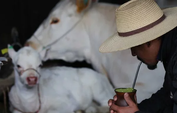 Un hombre toma mate frente a unas vacas en la exposición agrícola Expointer en Esteio, Brasil. Expointer es una de las mayores ferias agrícolas a cielo abierto de Latinoamérica. [Silvio Avila/AFP]