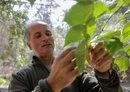 Un jardín botánico chileno arrasado por los incendios planta árboles autóctonos para mejorar su resistencia