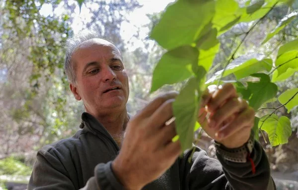 
El director del Jardín Nacional Botánico de Chile, Alejandro Peirano, muestra los avances en la reforestación de una zona afectada por el incendio forestal del pasado febrero en el jardín de Viña del Mar, Chile. [Javier Torres/AFP]        