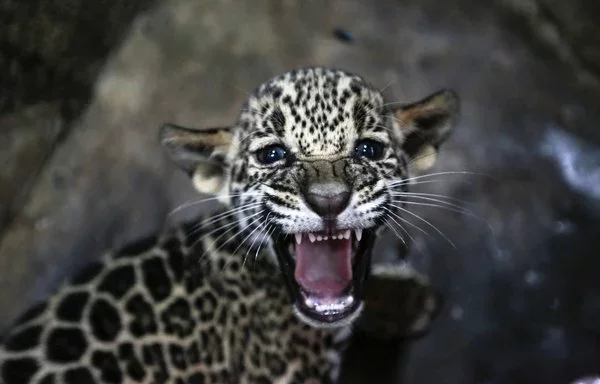 
Un jaguar de dos meses nacido en cautiverio es fotografiado en el Zoológico Nacional de Managua, Nicaragua.  [Oswaldo Rivas/AFP]        