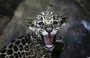 
Un jaguar de dos meses nacido en cautiverio es fotografiado en el Zoológico Nacional de Managua, Nicaragua.  [Oswaldo Rivas/AFP]        