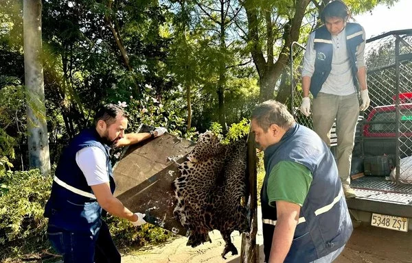 Agentes de la Policía Forestal y de Protección del Medio Ambiente (Pofoma) y guardaparques decomisan parte de un jaguar descuartizado descubierto en un campamento de la empresa estatal china Sinohydro, que participa en la construcción de la doble vía de El Sillar, en Bolivia. [ Redes Sociales Pofoma]