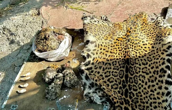 Partes de un jaguar desmembrado fueron descubiertas en un campamento de Sinohydro que interviene en la construcción de la doble vía de El Sillar, en Bolivia, en mayo de 2024. [Redes Sociales Pofoma]