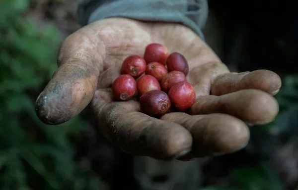 
Un hombre recolecta granos de café en la finca Venecia, en Chinchiná (Colombia). [JJ Bonilla/AFP]        