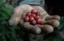 
Un hombre recolecta granos de café en la finca Venecia, en Chinchiná (Colombia). [JJ Bonilla/AFP]        