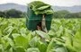 
Un trabajador carga cajas de hojas de tabaco en una finca en Estelí, Nicaragua. Nicaragua es uno de los principales exportadores de puros a Estados Unidos, y la industria florece en las fértiles tierras de Estelí. [Inti Ocón/AFP]        