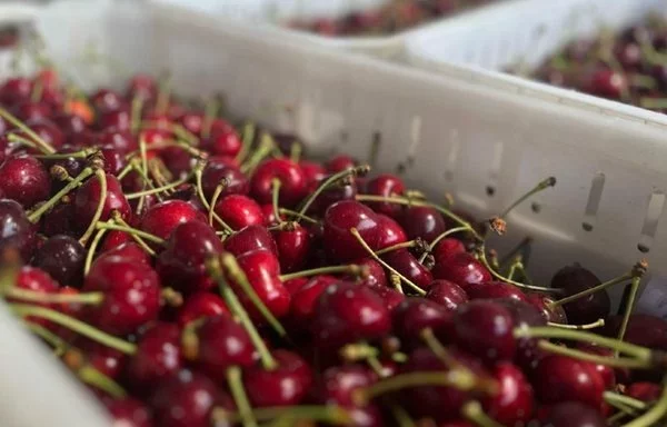 
Las fluctuaciones de precios y los desafíos recientes en el mercado chino de las cerezas pronostican un futuro difícil para los productores chilenos, al resaltar la necesidad urgente de diversificar los mercados de exportación. [ProChile]        