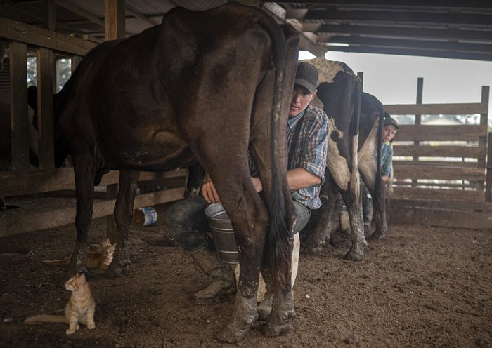 Mennonites milk cows in the community of Masisea, Ucayali department, Peru. [Ernesto Benavides/AFP]